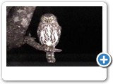 Pearl-spotted owl at night