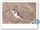 Pied kingfisher