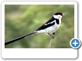 Pin-tailed whydah16