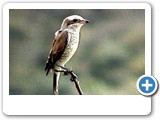 red-backed shrike