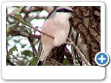 Red-backed shrike1
