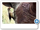 Red-billedoxpecker on rhino