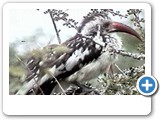 red-billed hornbill