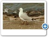 Seagull 