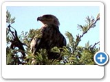 Tawny eagle watching doves.