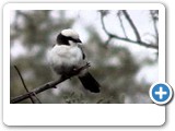 White-crowned shrike