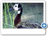 White-faced duck