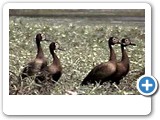 White-faced ducks in Namibian Okavango Delta