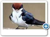 Wire-tailed_swallow