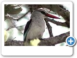 Woodland kingfisher fishing.