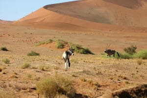 Half and full day tours exploring the Namib Desert
