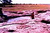 At mid-day it get around 40 Celsuis:Cooling of in a Namib desert pool
