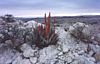 Aloe in flower in the Namib desert
