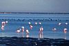 Flamingo's in the Walvis Bay Lagoon, Namibia