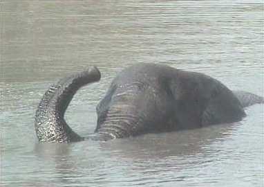 Elephantsnorkelling.jpg