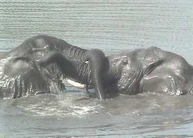 Elephantsplaying.jpg