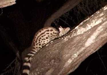 Genet.jpg
