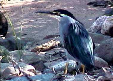 Greenbackedheron.jpg