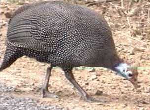 Helmetedguineafowl.jpg