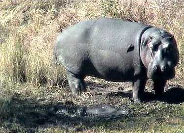 Hippo2.jpg