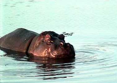 Hippoalmostoutofthewater.jpg