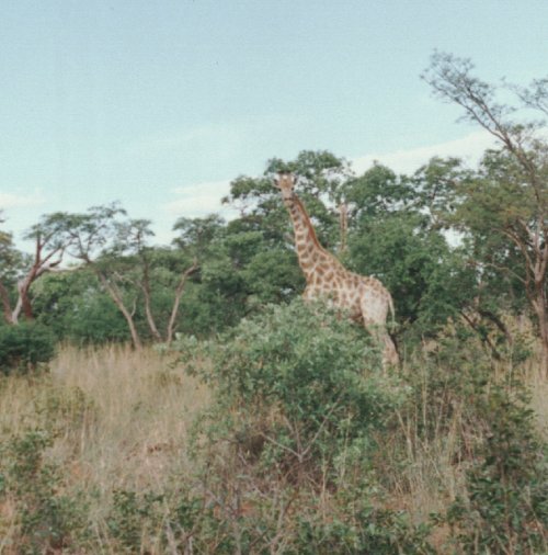 Image36.jpg