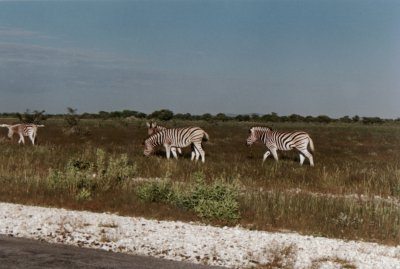 Zebra herd in the Etosha Park