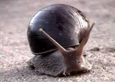 giantlandsnail.jpg