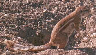 groundsquirel.jpg