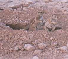 groundsquirel2.jpg