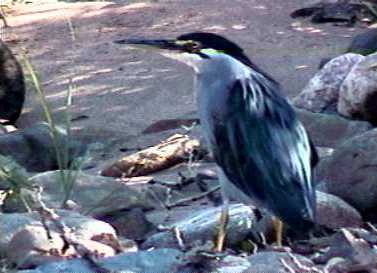 herons_1.jpg