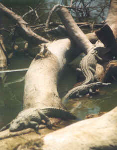 Sacred crocodiles in the Amani village 