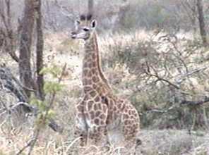 Baby giraffe in Etosha, Namibia