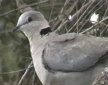 Cape turtle dove