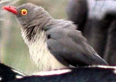 Red-billed oxpecker