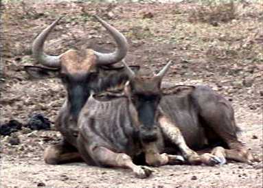 Wildebeest adult and foal resting