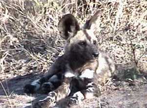 African Wild Dog