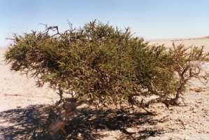 Stink Shepherd's tree (Boscia foetida)