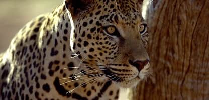 7 Tage Namibia Tierwelt
