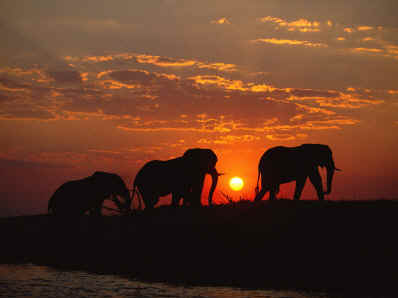 Chobe National Park, Botswana