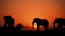 Chobe elephants