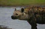 Hyena and lions are mortal enemies