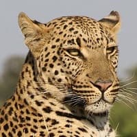 Private safari guides to tailor-made your safari.