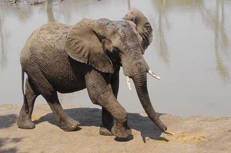 Elephant on safari