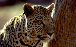 Leopard: Wildlife of Africa